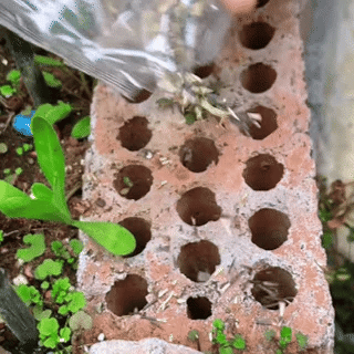 MeadowMagic Samen – Bienenfreundliche Blumenmischung