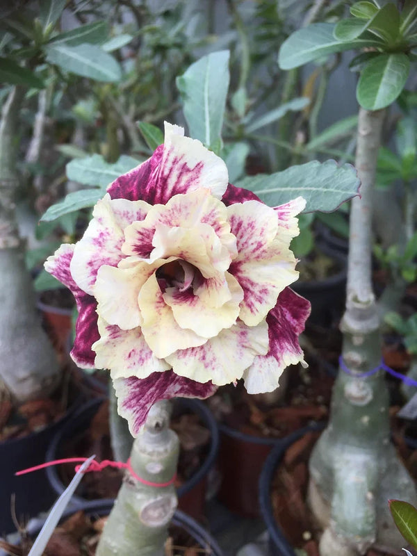 FloraOasis – Semillas de Adenium Premium