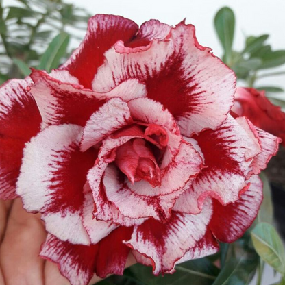 Jardín SunRose – Semillas de Flor del Desierto