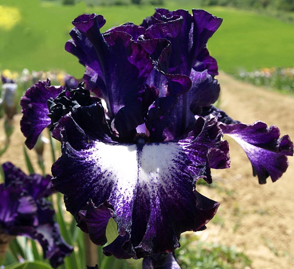 BloomAura – Exotische Hohe Bart-Schwertlilie
