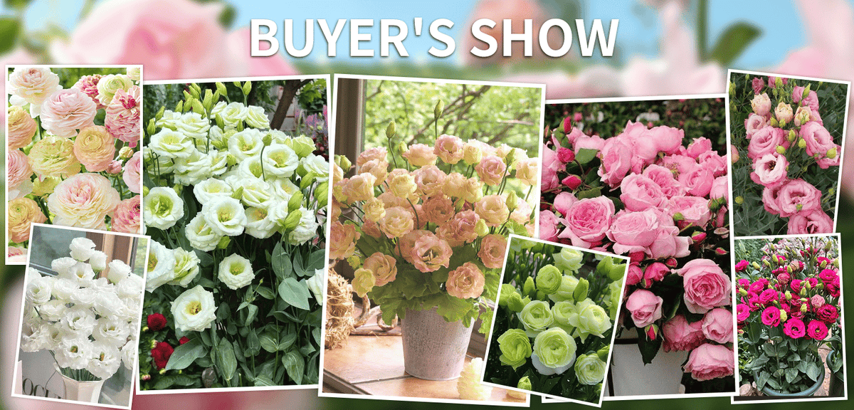 BloomRidge – Semillas de Lisianthus Perennes Resistentes