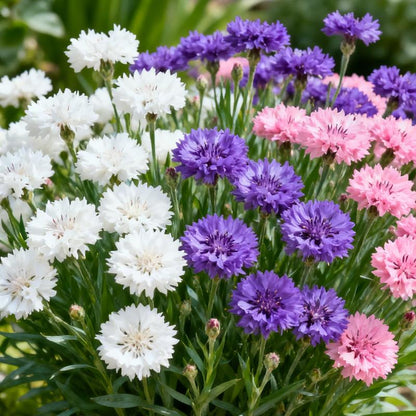 Semillas MeadowMagic – Mezcla de flores aptas para polinizadores