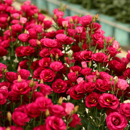 BloomRidge – Semillas de Lisianthus Perennes Resistentes