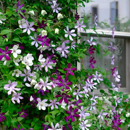 GardenGrace - Clematis-Samen