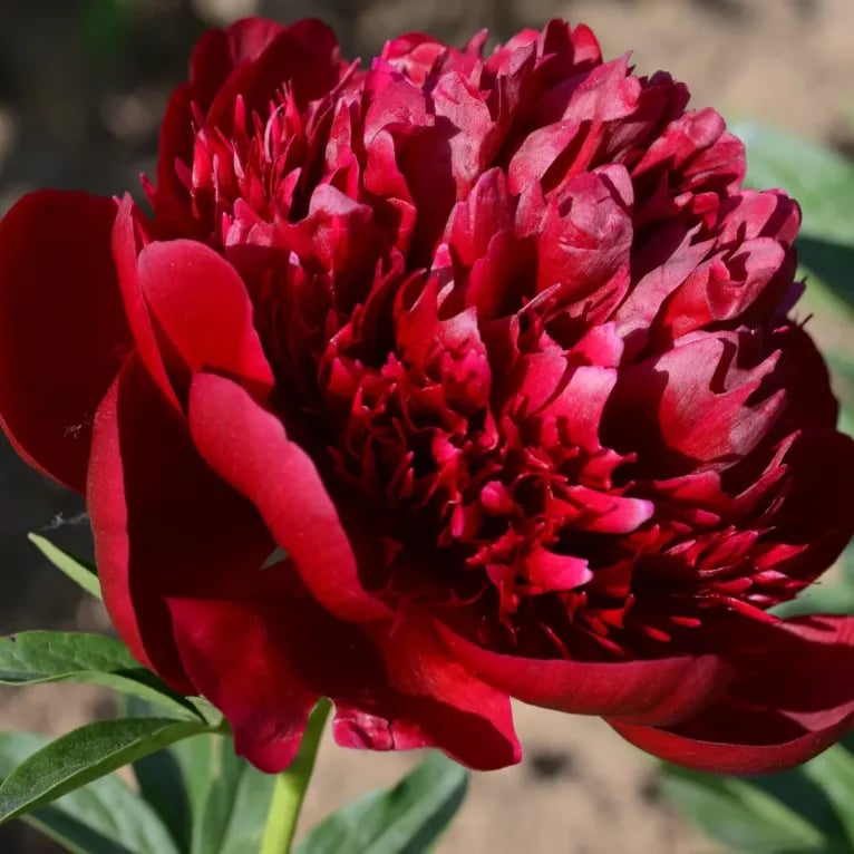 RoyalBloom - Semillas de peonía de lujo | La Reina de las Flores
