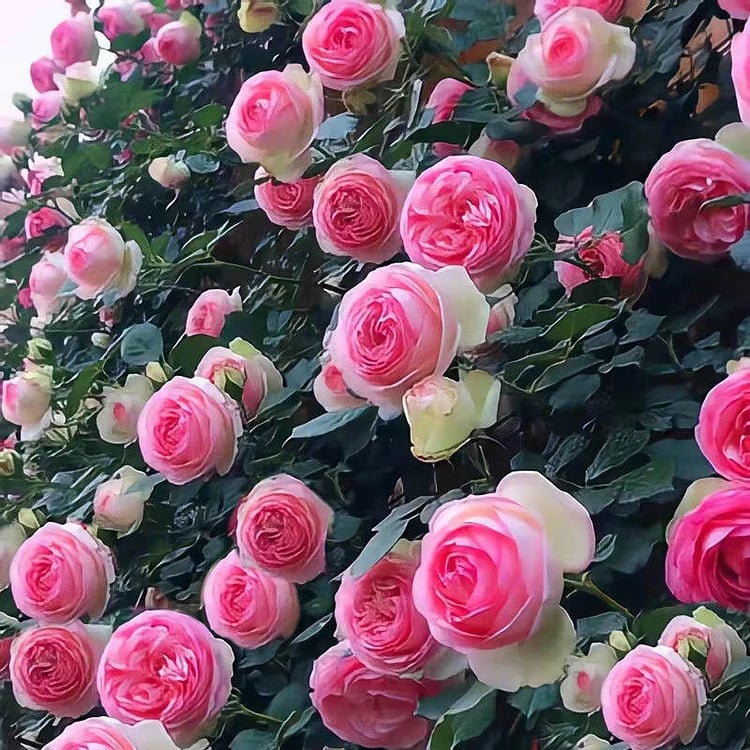 BloomVine – Wunderschöne Kletterrosensamen