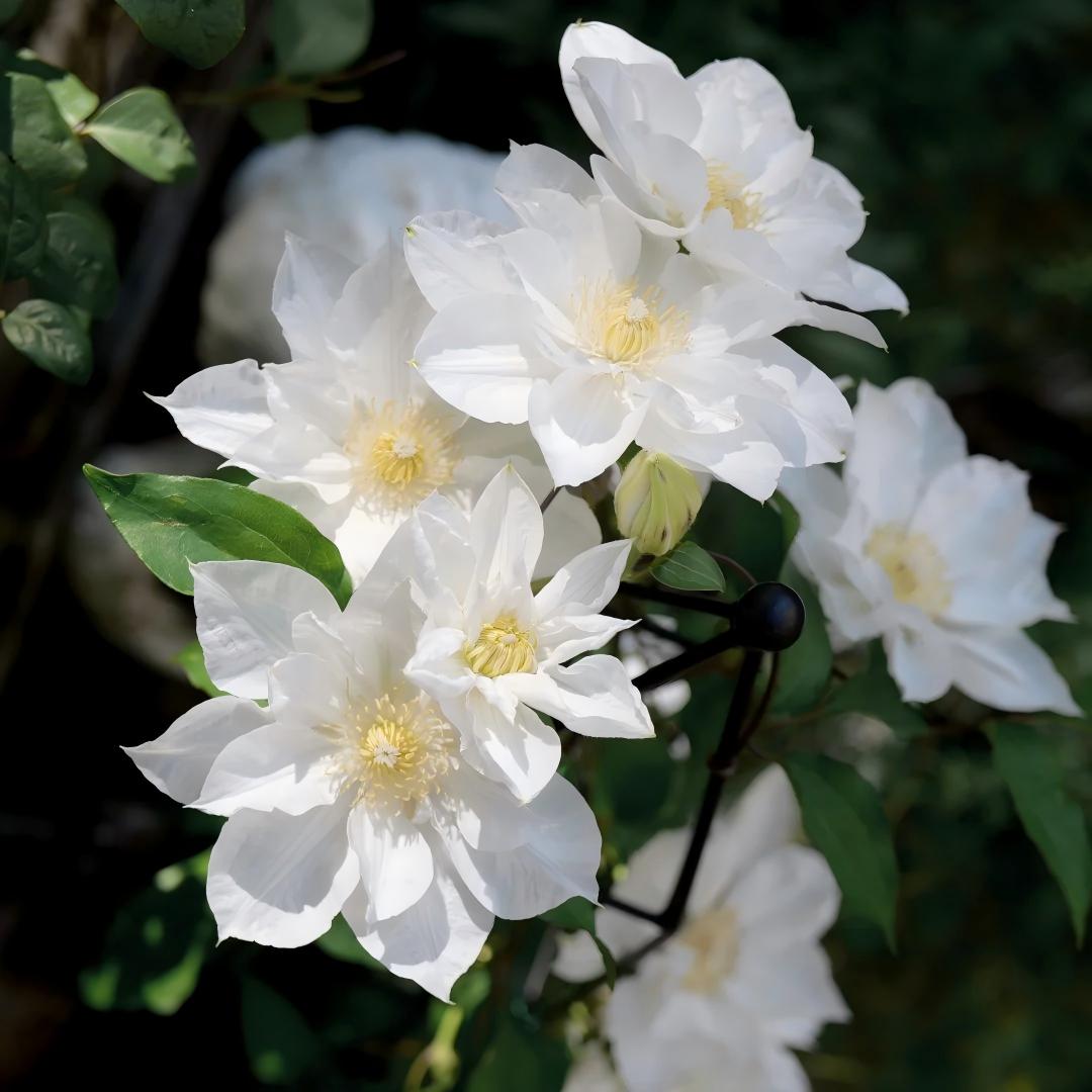 GardenGrace - Clematis-Samen