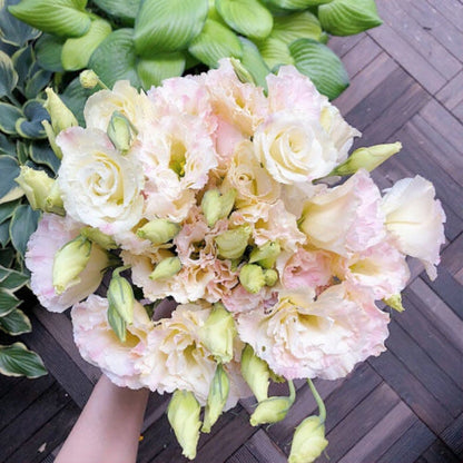 BloomRidge – Semillas de Lisianthus Perennes Resistentes