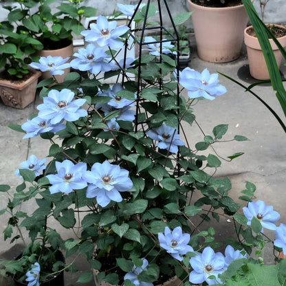 GardenGrace - Clematis-Samen