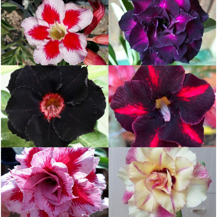 FloraOasis – Semillas de Adenium Premium
