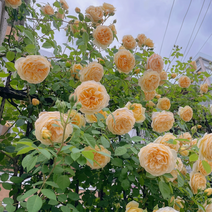 RoseCascade – Bulbos de Rosal Trepador Premium