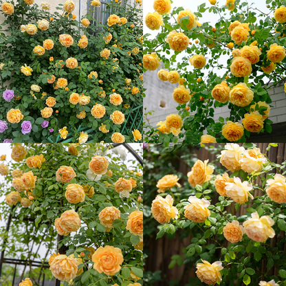 RoseCascade – Bulbos de Rosal Trepador Premium
