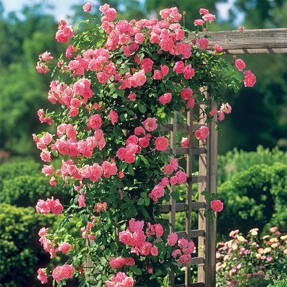 RoseCascade – Bulbos de Rosal Trepador Premium