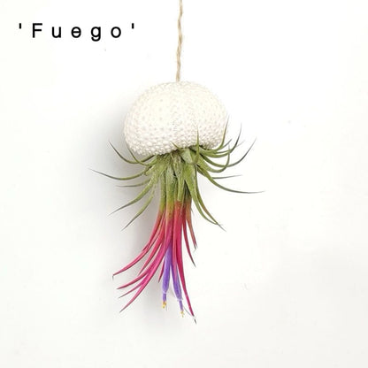 AquaBloom – Medusas de plantas de aire colgantes