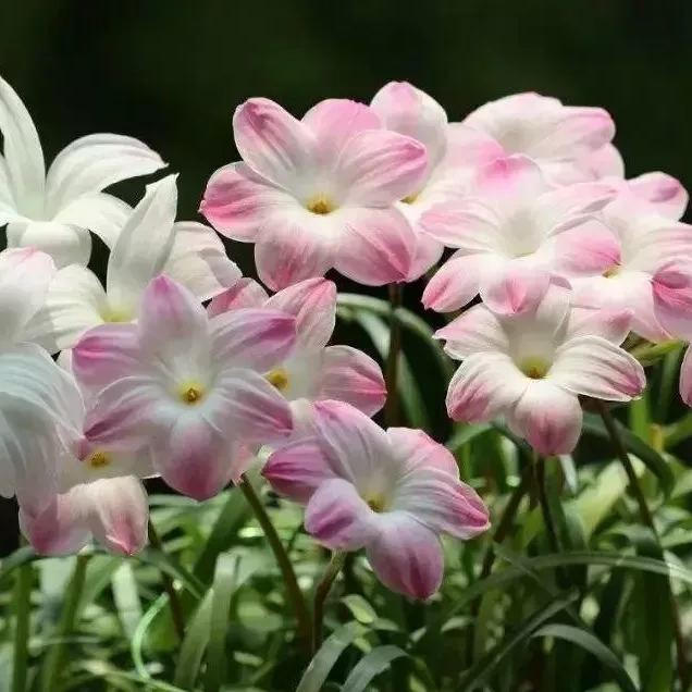 PetalBurst - Bulbos de Floración Rápida