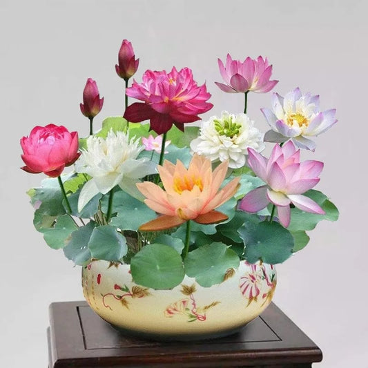 LotusBloom – Die heilige Bonsai-Schale Lotusblüte