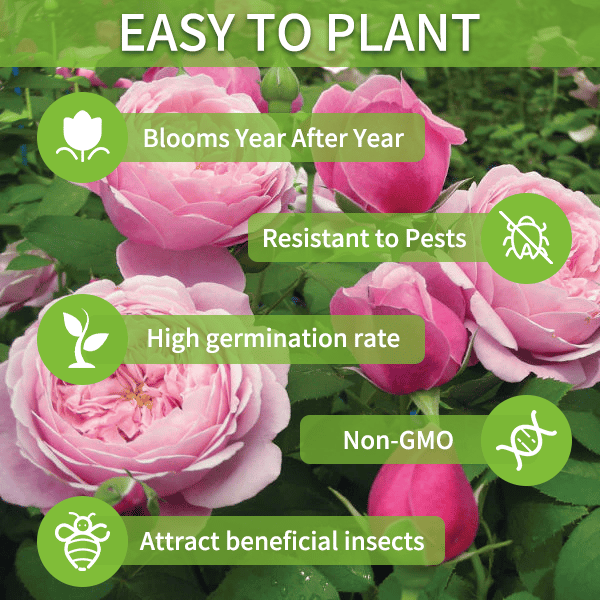 BloomRidge – Semillas de Lisianthus Perennes Resistentes