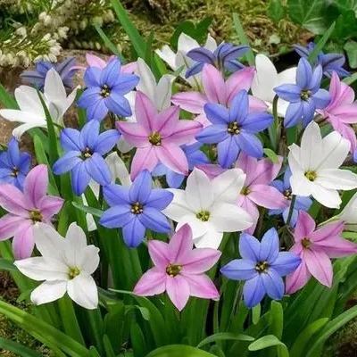 PetalBurst - Bulbos de Floración Rápida
