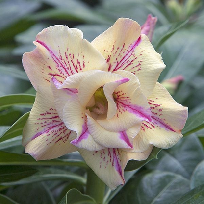 FloraOasis – Semillas de Adenium Premium