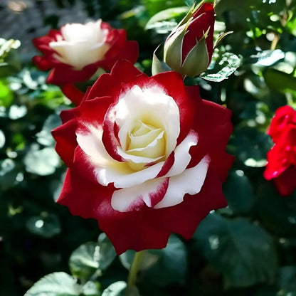 RoseLuxe – Semillas de Rosas Raras Bicolores Rojas y Blancas