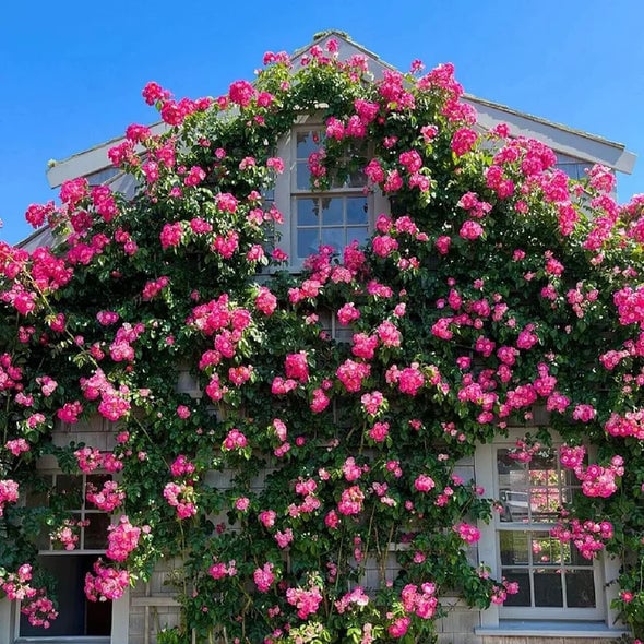 RoseCascade – Bulbos de Rosal Trepador Premium