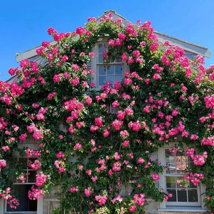 RoseCascade – Bulbos de Rosal Trepador Premium