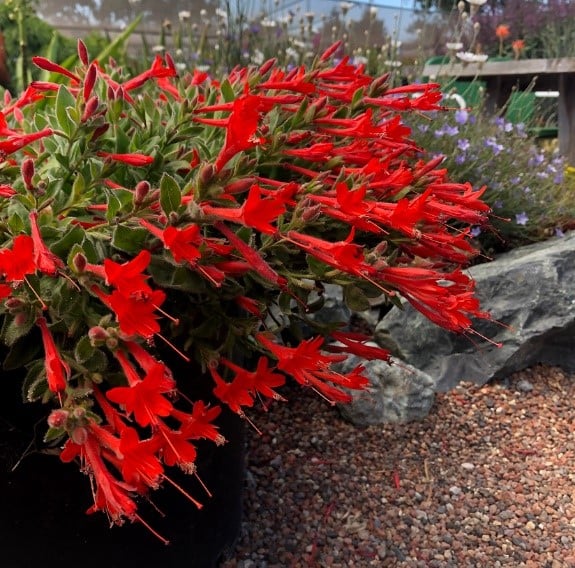 FloraAura "Alfombra de Colibríes" – Semillas de Epilobium garrettii Rainbow Burst