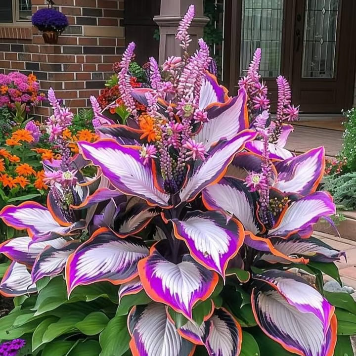 GardenÉlan – Seltene Hosta-Samen für Hausgärten (100 Samen)