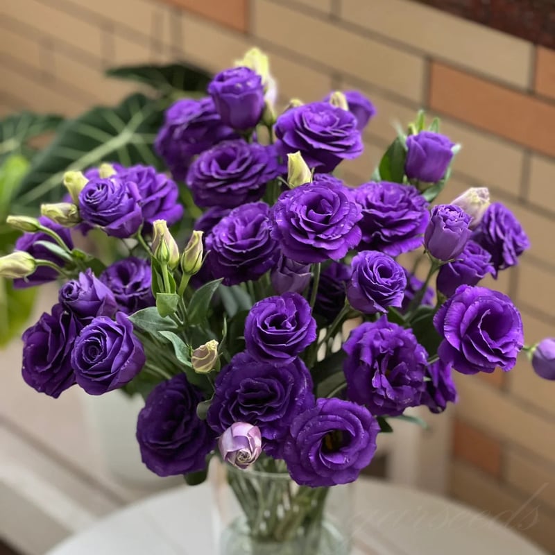 BloomRidge – Semillas de Lisianthus Perennes Resistentes