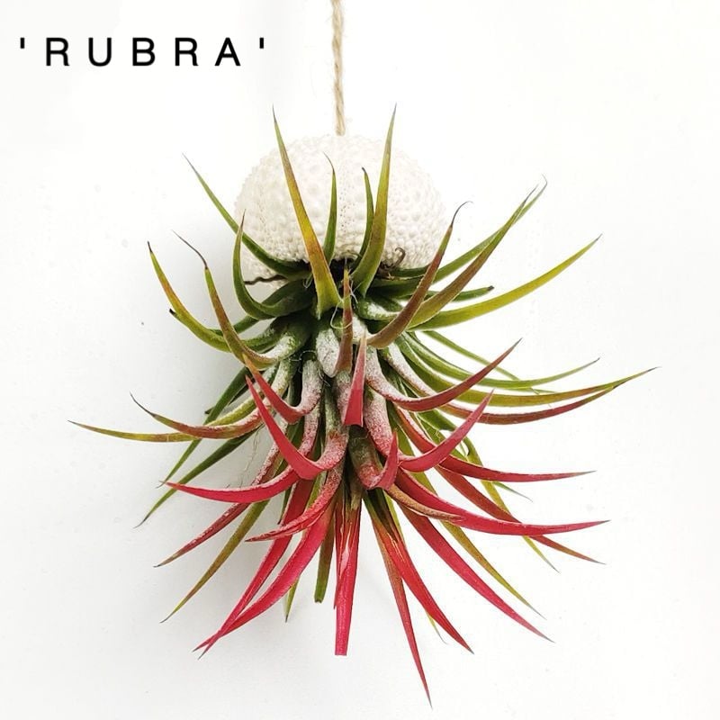 AquaBloom – Medusas de plantas de aire colgantes