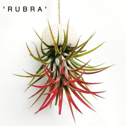 AquaBloom – Medusas de plantas de aire colgantes
