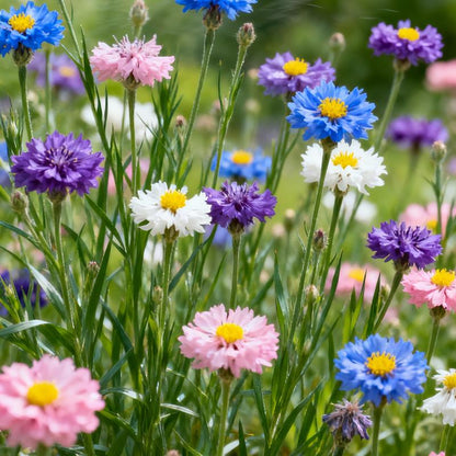 Semillas MeadowMagic – Mezcla de flores aptas para polinizadores
