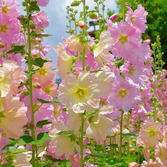 BloomMajesty – Premium-Stockrosensamen
