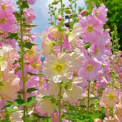 BloomMajesty – Premium-Stockrosensamen