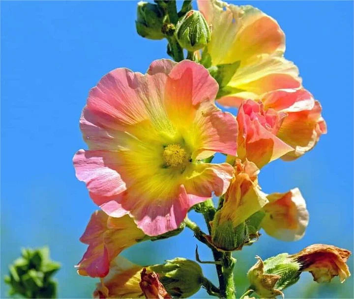 BloomMajesty – Premium-Stockrosensamen