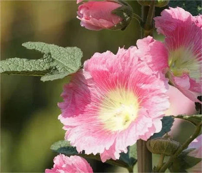 BloomMajesty – Premium-Stockrosensamen