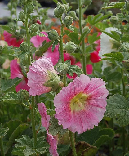 BloomMajesty – Premium-Stockrosensamen