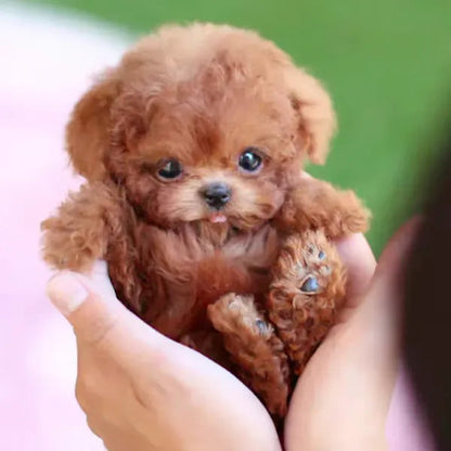 RoboPuppy – Realistischer Roboterwelpe