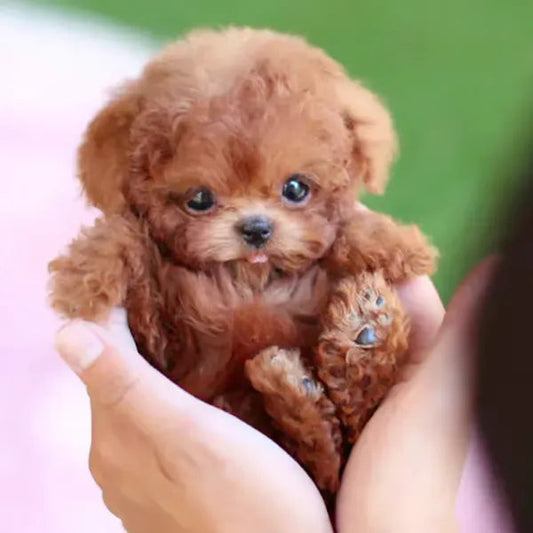 RoboPuppy – Cachorro Robot Realista