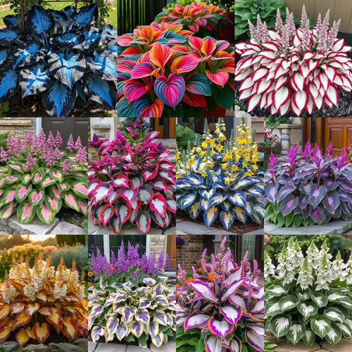 GreenHaven – Semillas de Hosta Premium