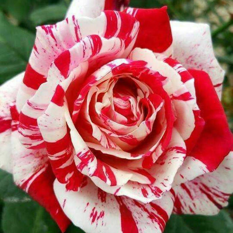 RoseLuxe – Semillas de Rosas Raras Bicolores Rojas y Blancas