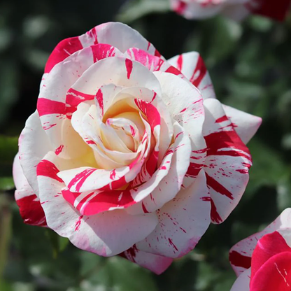 RoseLuxe – Semillas de Rosas Raras Bicolores Rojas y Blancas