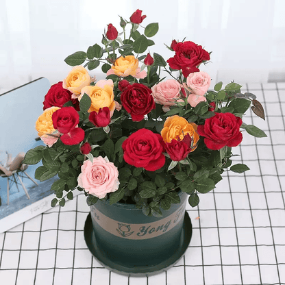 BloomVine – Wunderschöne Kletterrosensamen