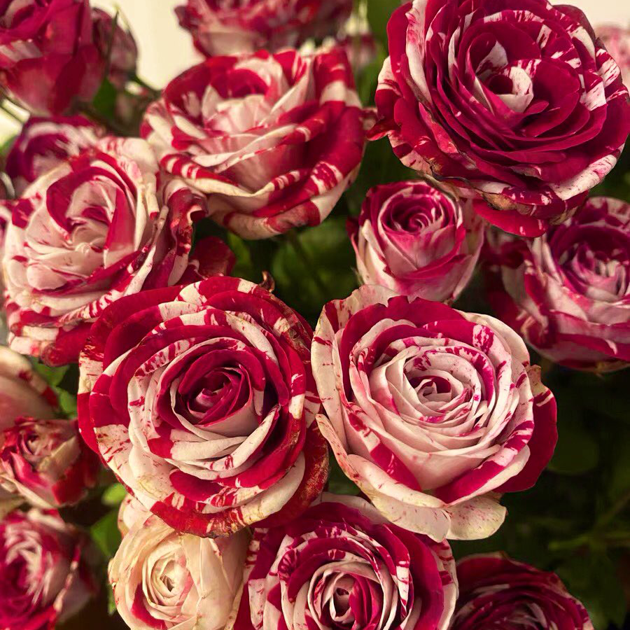 RoseLuxe – Semillas de Rosas Raras Bicolores Rojas y Blancas