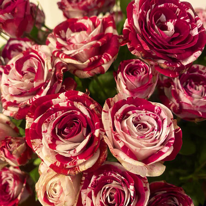 RoseLuxe – Semillas de Rosas Raras Bicolores Rojas y Blancas