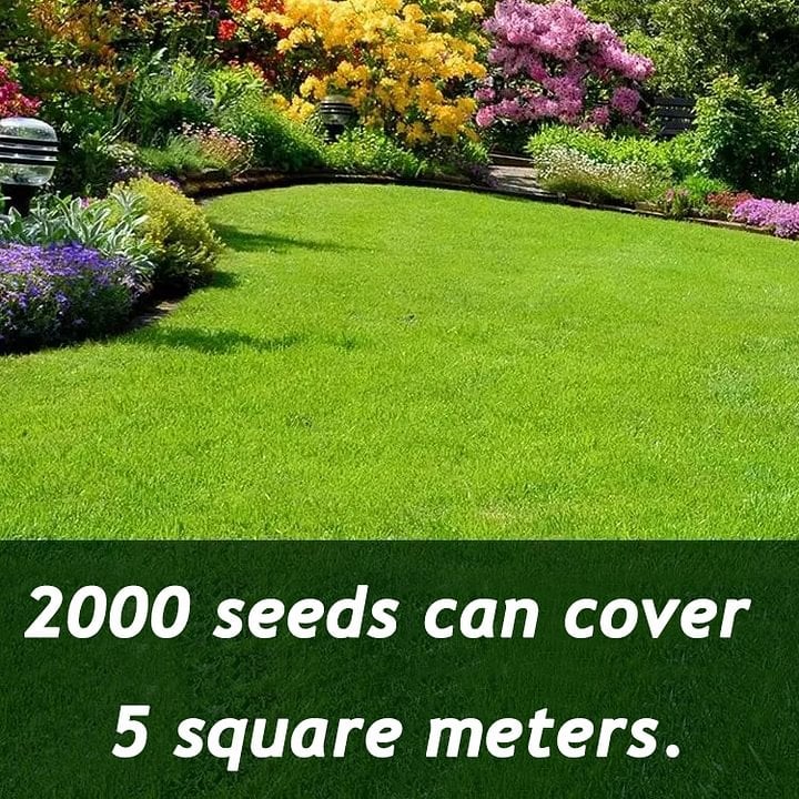 EverLawn – Ganzjahres-Grassaat