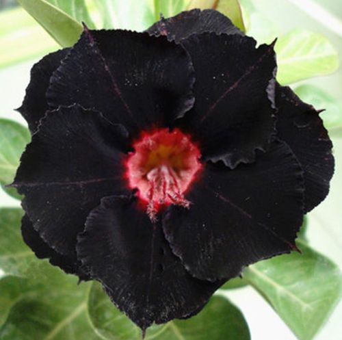 Jardín SunRose – Semillas de Flor del Desierto