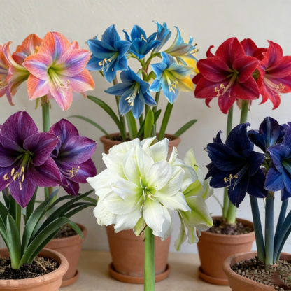 FloraCrown – Bulbos de lujo