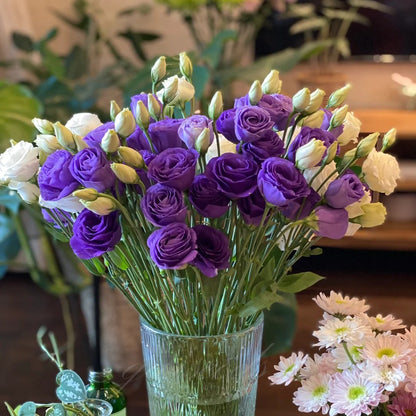 BloomRidge – Semillas de Lisianthus Perennes Resistentes