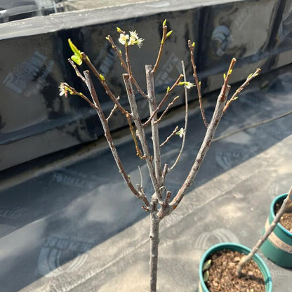 🍒 (Nueva Cosecha) Semillas de Cereza Dulce 🌿Pre-preparadas para Alta Germinación (99% de Germinación)